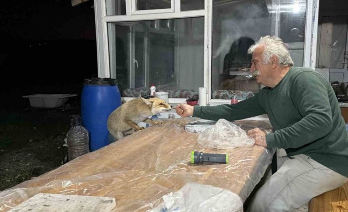 Tilki ailesi her akşam yemek için bağ evine geliyor