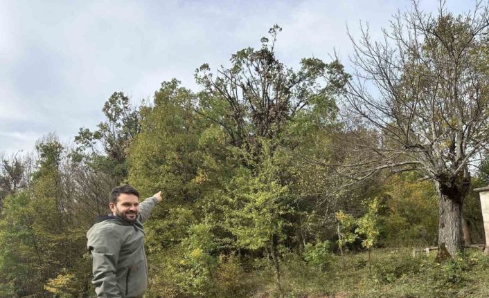 Tırmandıkları ağaçta meşe palamudu yiyen ayılar kamerada