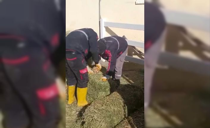 TJK Şanlıurfa Hara ve Aşım İstasyonu’nda skandal görüntüler