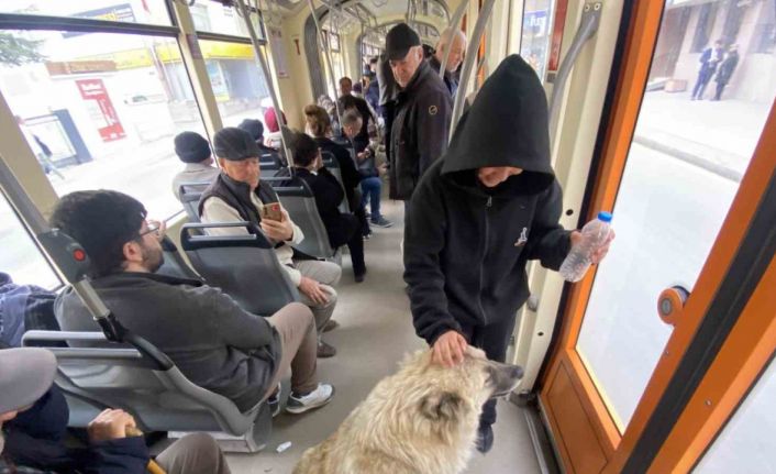 Tramvaya binen sevimli köpek ilgi odağı oldu