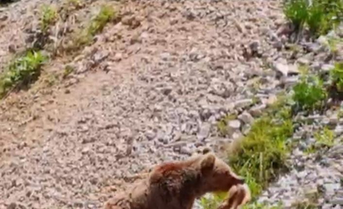 Tunceli’de ayının avı dron ile görüntülendi