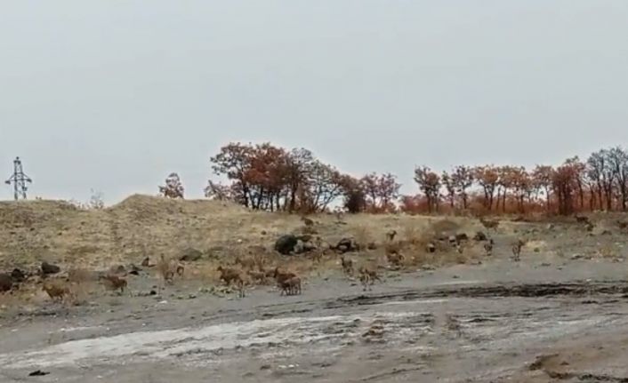 Tunceli’de dağ keçisi sürüsü görüntülendi
