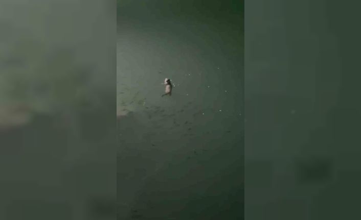 Tunceli’de su samuru görüntülendi