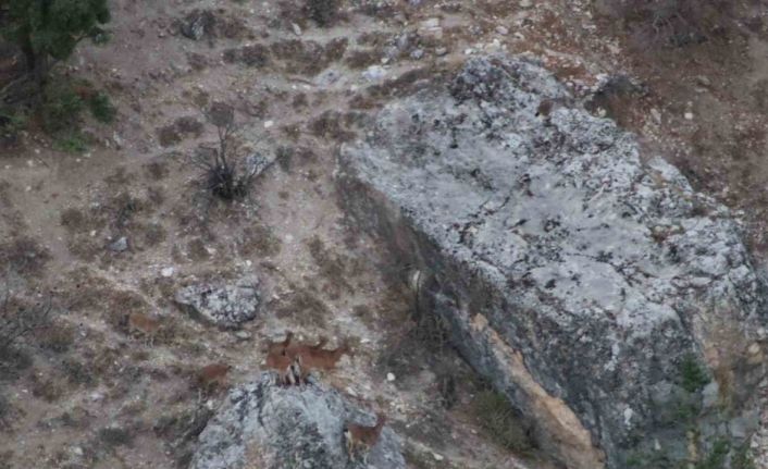 Tunceli’de vaşak görüntülendi