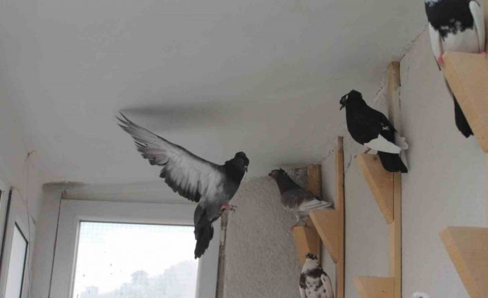 Türk fısıldayıcısı Bayburt Güvercini sesiyle büyülüyor