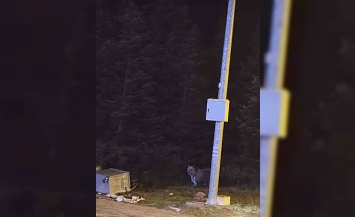 Uludağ’da kış uykusuna yatmayan ayılar, çöp konteynerlerini talan etti