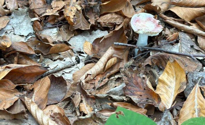 Uzmanından mantar uyarısı: "Hepsi risk içeriyor"