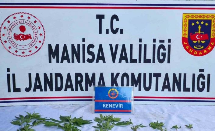 Üzüm bağında kenevir ele geçirildi