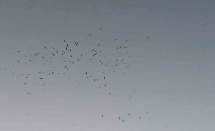 Van Gölü üzerinde kuş sürüsünün görsel şöleni