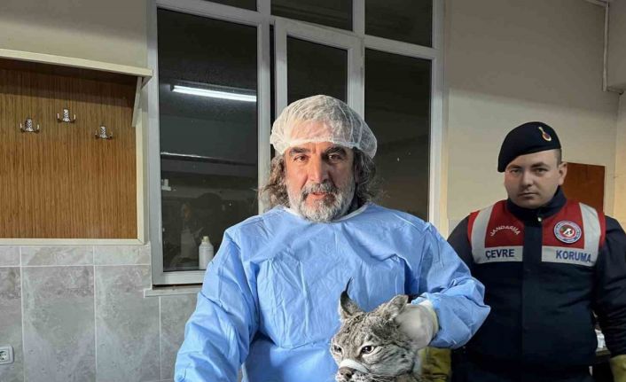 Van’da bitkin halde bulunan vaşak tedavi altına alındı