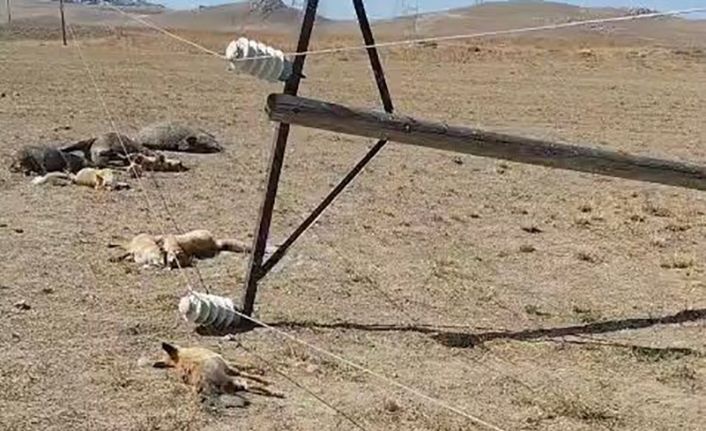 Van’da korkunç manzara: Düşen enerji hattı yaban hayvanlarını öldürdü