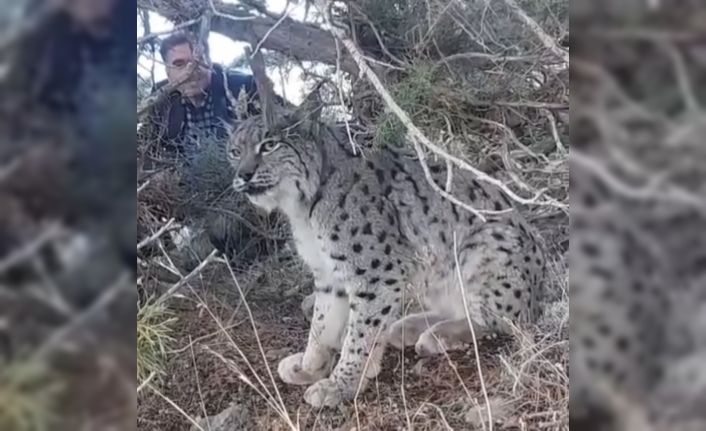 Van’da vaşak görüntülendi