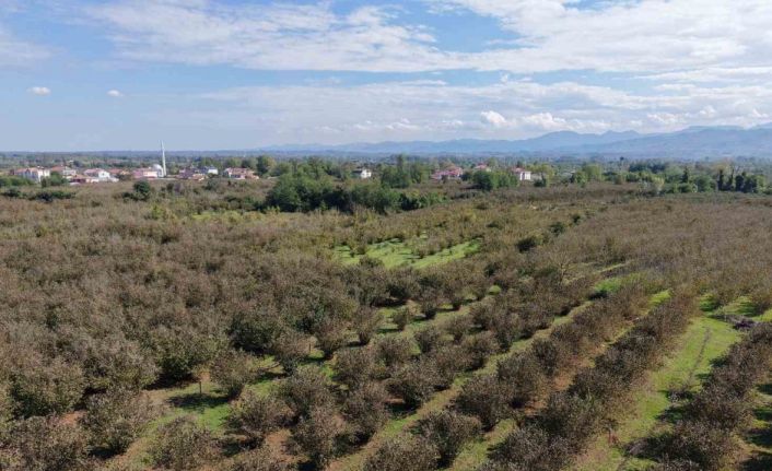 Verimli topraklar ağaçlarla kaplanıyor: Çarşamba Ovası tarımdan uzaklaşıyor