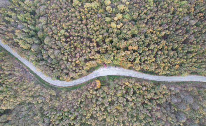 Yalova ormanlarında sonbahar güzelliği