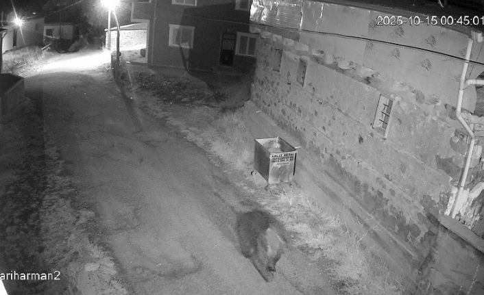 Yemek artıkları ayıların uyku düzenini bozdu, ayılar yerleşim yerlerine dadandı