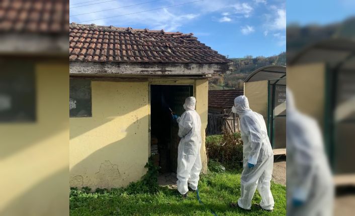 Yığılca’da kahverengi kokarca ile kışlak mücadelesi devam ediyor