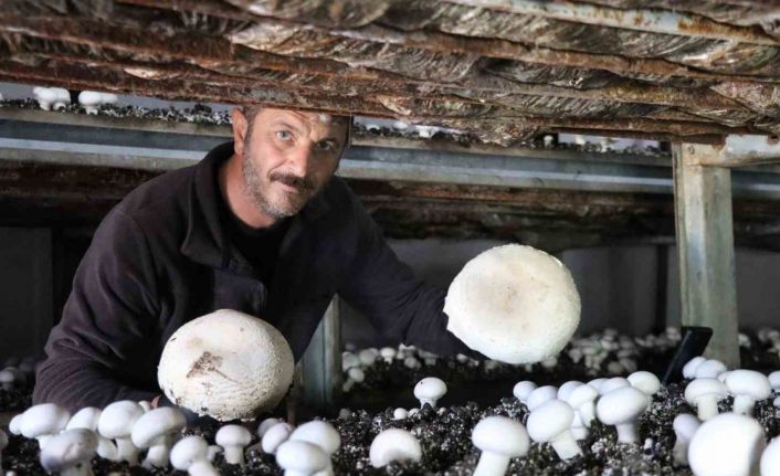 Yılın son mantar hasadı başladı