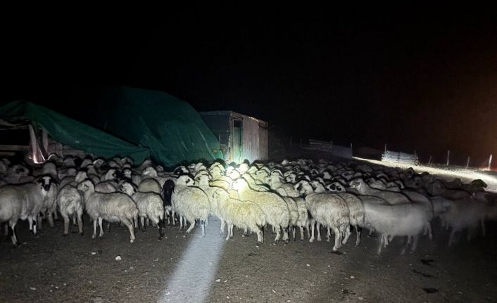 Yoğun siste kaybolan 200 koyun drone destekli aramayla bulundu