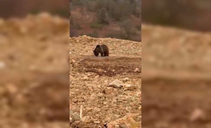 Yol kenarındaki ayıya ’hamsi’ ziyafeti verdiler