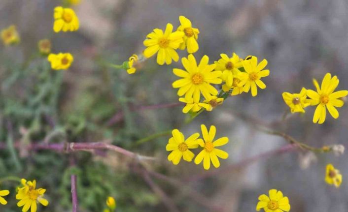 Yozgat’a kış gelmeden bahar geldi, kır çiçekleri açtı