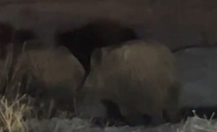 Yüksekova’da domuz sürüsü görüntülendi