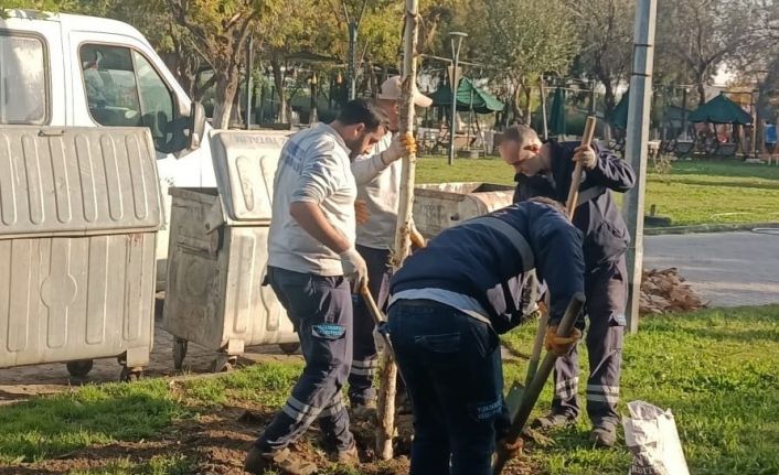 Yunusemre’de ağaçlandırma çalışmaları sürüyor