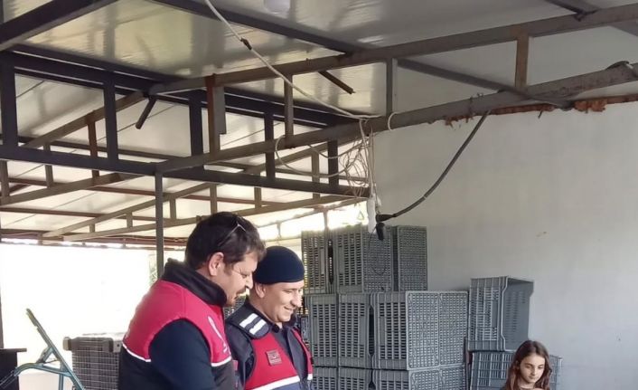 Zeytin hırsızlıklarının karşı denetim