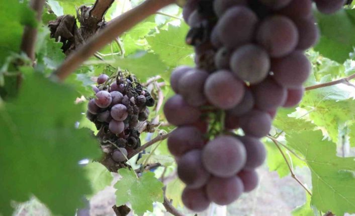 Zirai dondan etkilenerek verimi yüzde 80 düşen üzüm, çiftçinin hayal kırıklığı oldu