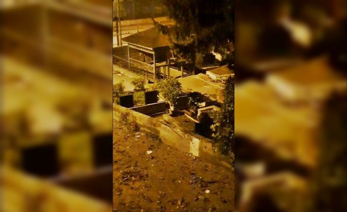 Zonguldak’ta mezarlıkta iki ayı yavrusu görüldü