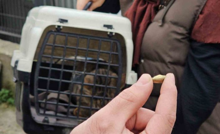 Zonguldak’ta ‘öldü’ sanılan kedi, bacağında mermiyle geri döndü