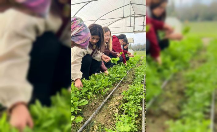 Zonguldak’ta Tarım Lisesi öğrencileri, uygulamalı eğitimde hasat yaptı