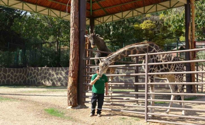 Zürafalar ile bakıcılarının dostluğu şaşırtıyor