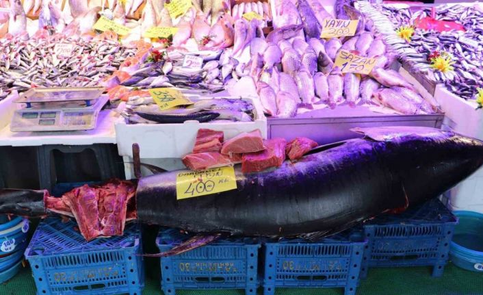 280 kiloluk orkinos vatandaşları hayrete düşürüyor