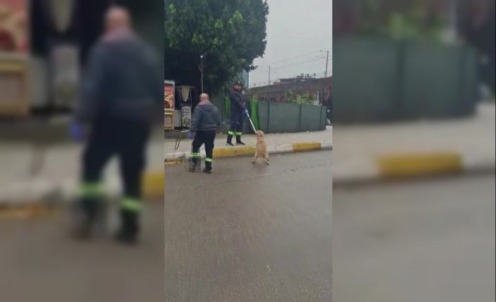 Adana’da başıboş sokak köpekleri toplanıyor