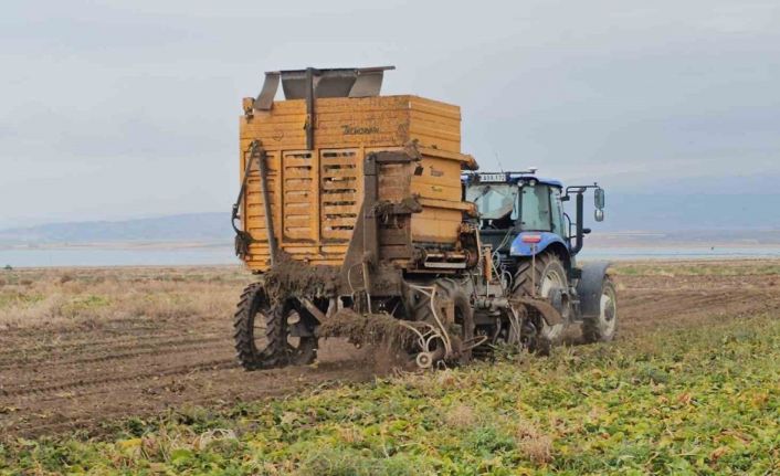 Adilcevaz’da pancar sökümü hızla devam ediyor