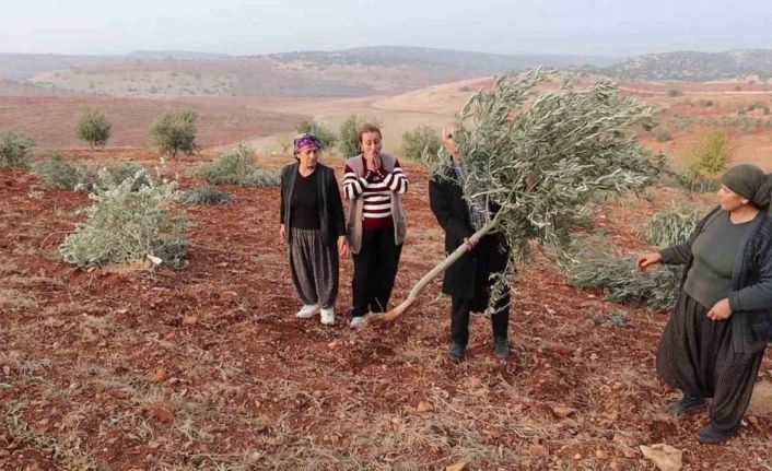 Adıyaman’da 10 bin ağaç kırılarak yok edildi