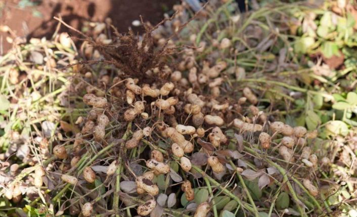 Adıyaman’da yer fıstığı hamlesi