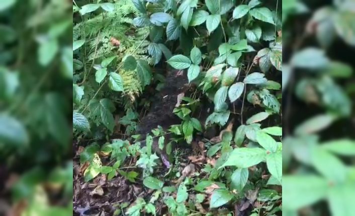 Ağaçta mahsur kalan yavru ayı, itfaiye tarafından kurtarıldı