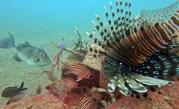 Akdeniz’de balıkların rekabeti: Kızıldeniz’den gelen balık türleri, yerli balıkları baskıladı