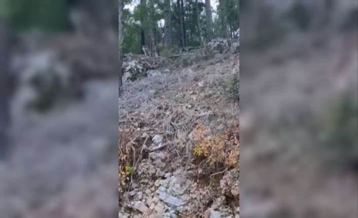 Alanya’da yerleşim alanına yakın bölgede kurt görüntülendi