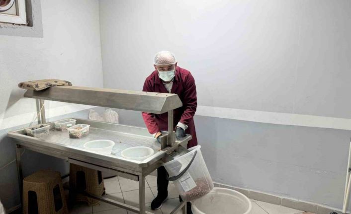 Alaplı’da fındık kavurma tesisleri taleplere yetişemiyor