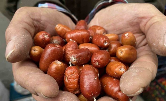 Alaşehir’de iğde ağaçlarının sayısı her geçen gün azalıyor