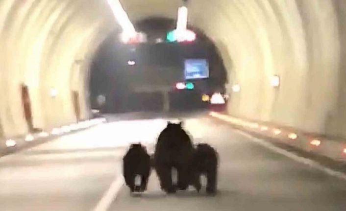 Amasra tünelinde 3 ayı görüntülendi