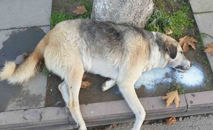 Amasya’da şehrin göbeğinde köpek ve kediler ölü bulundu