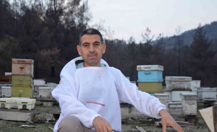Ana arı üretiminde büyük başarı: Bir arı kovanıyla hobi olarak başladı, şimdi Türkiye’nin her yerine koloni gönderiyor