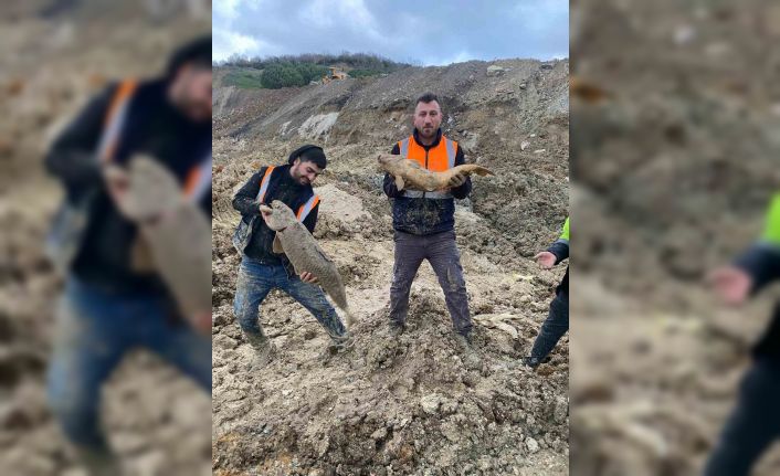 Arnavutköy’de İBB’nin döküm sahasına çevirdiği Mavi Göl’de balıklar can çekişiyor