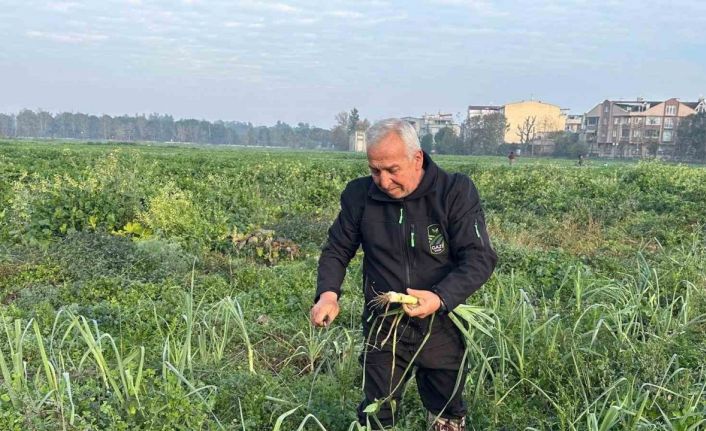Ata tohumundan ilaç kullanılmadan üretiliyor, Kent Lokantası’ndaki yemeklerde kullanılıyor