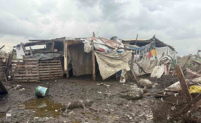 Avcılar’da başıboş köpekler koyun sürüsüne saldırdı: 10 hayvan telef oldu