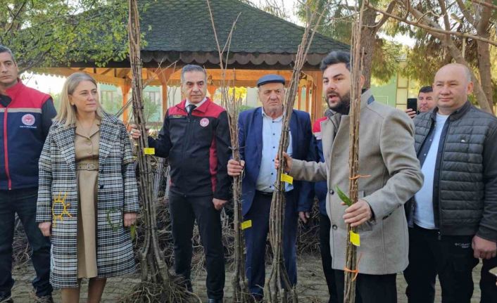 Aydın dağları sağlıklı kestane ağaçlarıyla donatılıyor