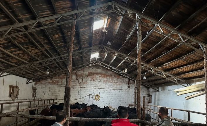 Aydıntepe’de hayvancılığa destek projesinde ilk hayvan teslimi yapıldı